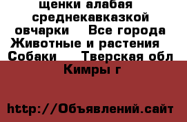 щенки алабая ( среднекавказкой овчарки) - Все города Животные и растения » Собаки   . Тверская обл.,Кимры г.
